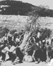 [thumbnail: Olive Trees Toppled in Se...]